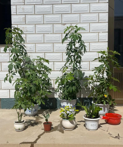 家庭养花用生根粉