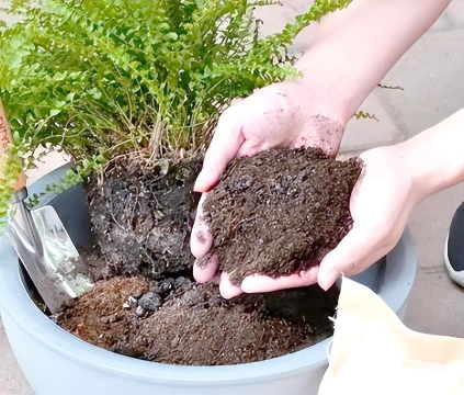 家庭养花用生根粉