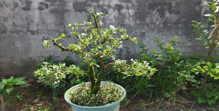 家庭养花用生根粉