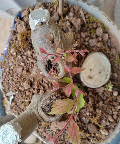 家庭养花用生根粉