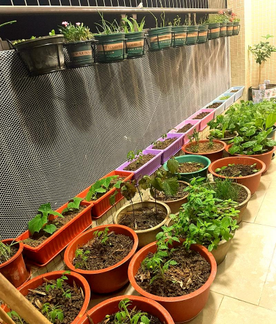 家庭养花用生根粉