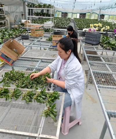 家庭养花用生根粉