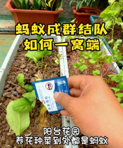 院子养花防蚂蚁方法