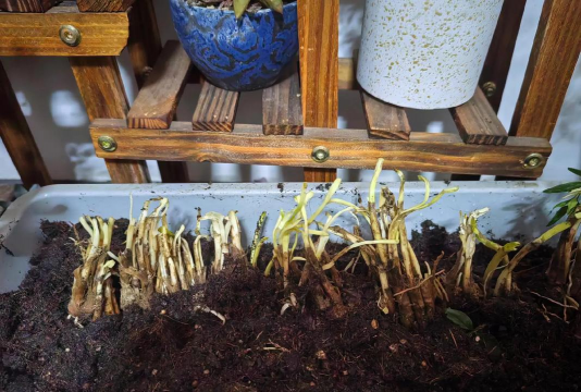 家庭养花用生根粉