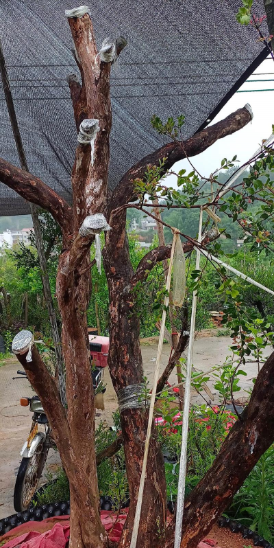 家庭养花用生根粉