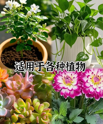 家庭养花用生根粉