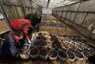 家庭养花用生根粉