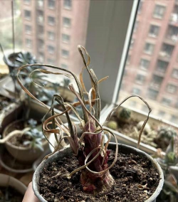 没有地盘养花的心情