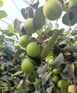 大青枣采果前叶面追肥品质好 大青枣采果前叶面追肥品质好