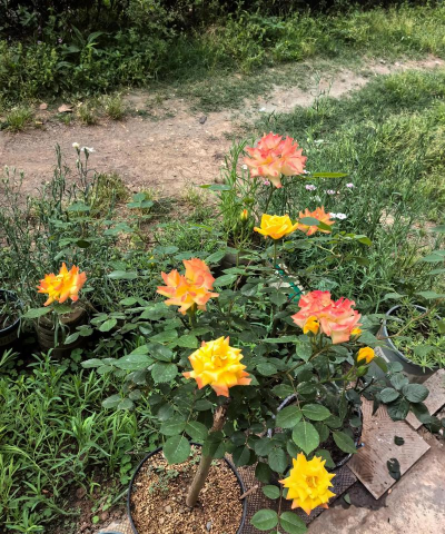 家庭养花用生根粉