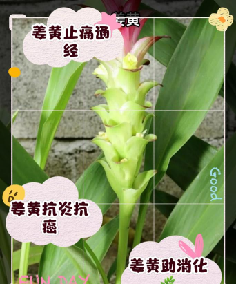 姜黄素能养花吗