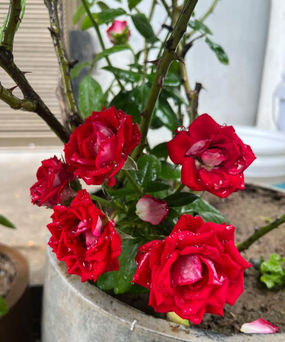 家庭养花用生根粉