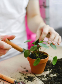 家庭养花用生根粉