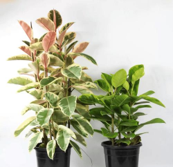 哪种树叶养花好