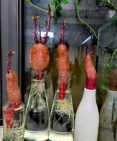 家庭养花用生根粉