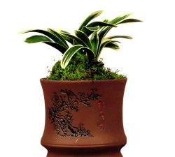 国光矮壮素养花