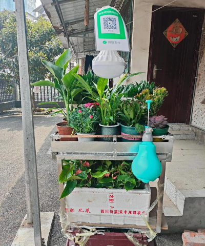 家庭养花用生根粉