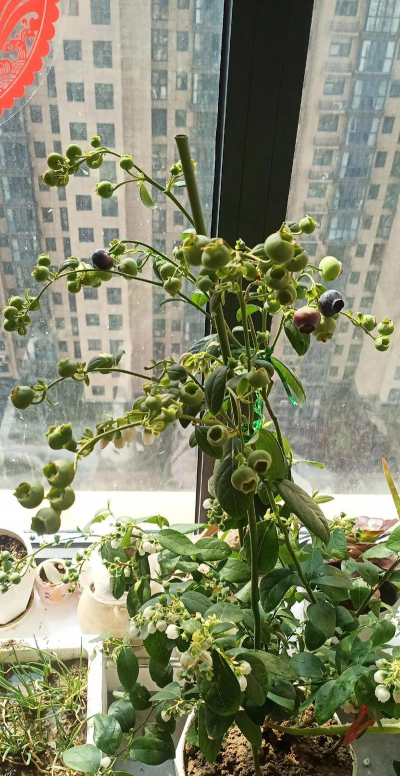 家庭养花用生根粉