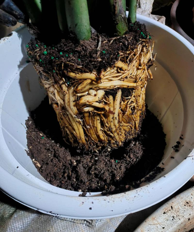 家庭养花用生根粉