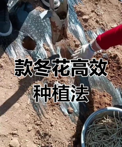 家庭养花用生根粉