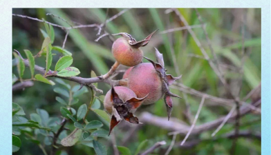 硕苞蔷薇是什么