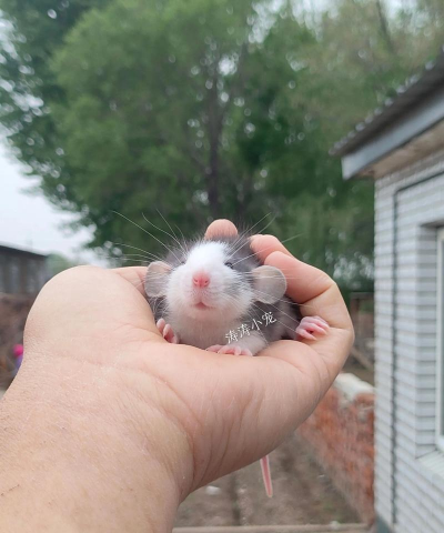 橘护卫养花枝鼠