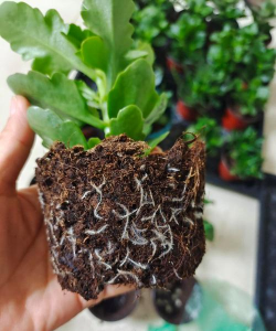 家庭养花用生根粉