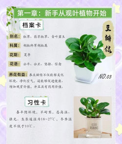 如何让豆瓣绿植物茂盛