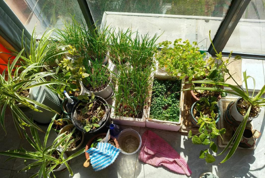 花盆不养花改种菜