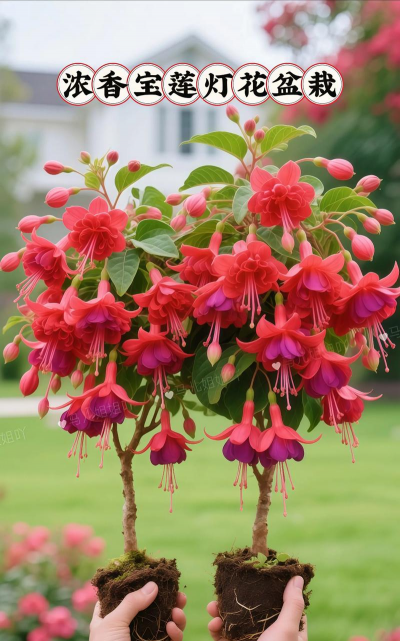 家庭养花用生根粉