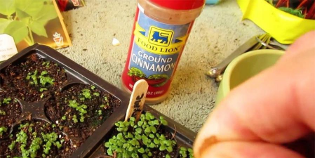 肉桂粉养花驱蚊