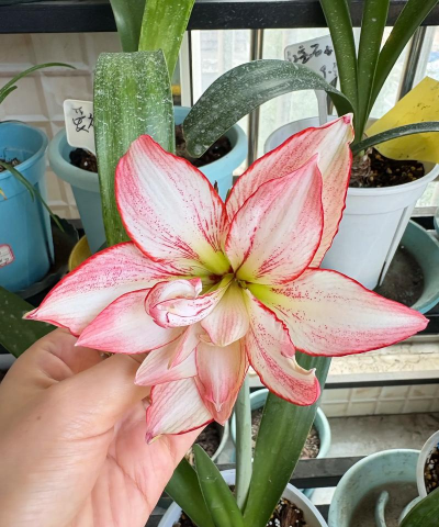 家庭养花用生根粉