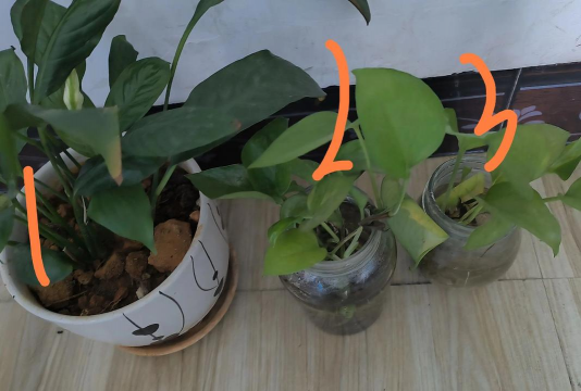 家庭养花用生根粉