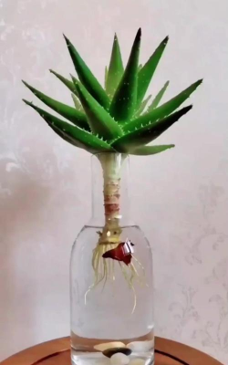 家庭养花用生根粉