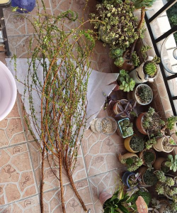 家庭养花用生根粉