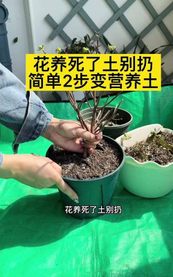 家庭养花用生根粉