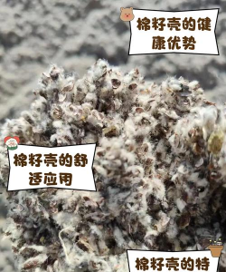 棉籽皮可以养花吗