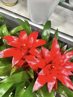 养花师傅红运当头