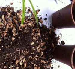 家庭养花用生根粉