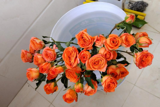 家庭养花用生根粉