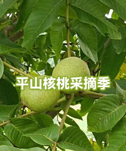 黑桃硬壳能养花吗