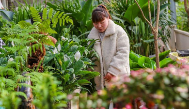 家庭养花用生根粉