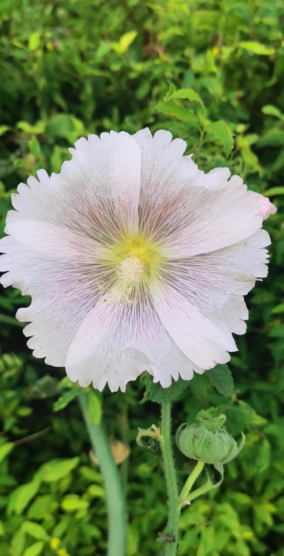 熟大麦可以养花