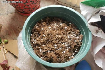 家庭养花用生根粉