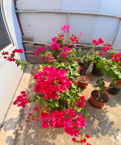 家庭养花用生根粉