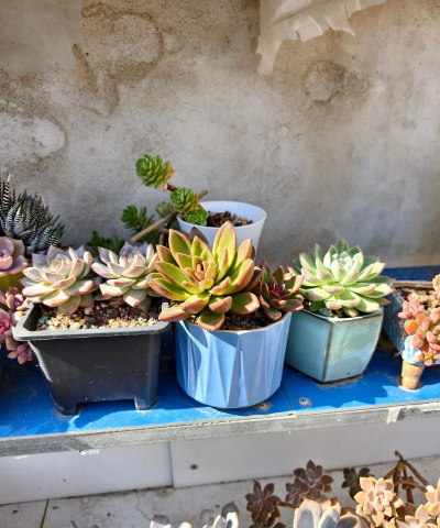 家庭养花用生根粉