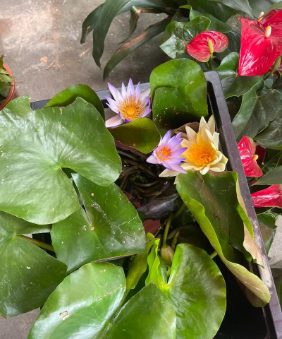 家庭养花用生根粉