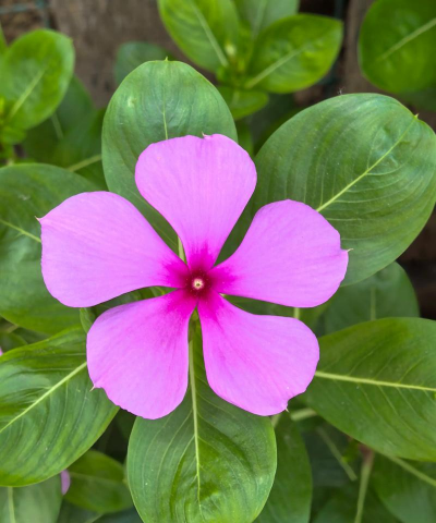 什么长春花填空