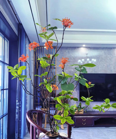 家庭养花用生根粉