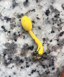 蘑菇切碎养花有毒吗